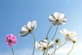 TheÃ¢â¬â¹ Cosmos Flower field with blue sky,Cosmos Flower field blooming spring flowers season Royalty Free Stock Photo